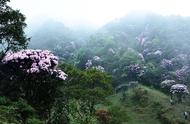 美不胜收！粤西名山鸡笼顶花海美景重现