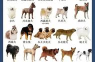 55种中华田园犬品种全解析：发现你的最爱！