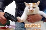 养猫挑战：为何有些猫让人感觉想要“退货”