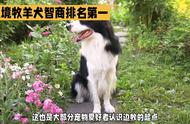 揭秘狗狗智商之最：边境牧羊犬