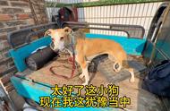 深入了解惠比特犬：外貌与品种特点