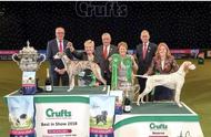 战胜两万只狗：惠比特犬成Crufts 2018最大赢家