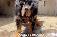 勇敢与威严并存：探索藏獒的犬种特性