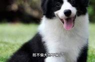 探索边牧犬的优秀品质：特点全解析