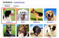 边境牧羊犬的智力排名如何？为何7个月大的边牧会不听话？