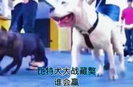 野生动物零距离：比特犬VS藏獒，谁将称霸