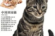 猫咪爱好者必看：十大热门短毛猫品种合集！