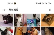 揭秘小猫咪的善良本性：千猫百乖的故事