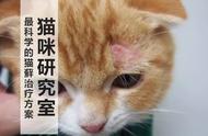 猫藓康复秘诀：超越常规的外用药无效之探讨！