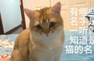 猫咪专属名字：独特而富有意义的命名指南