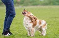 面对陌生犬只，如何巧妙保护自己