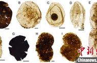 中外古生物学家揭示“枯燥的十亿年”中隐藏的古代精美微体化石