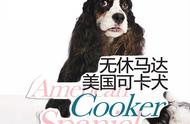 萌宠世界：美国可卡犬的活力表现