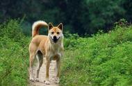 揭秘中国十大名犬，了解本土犬种的真实排行！