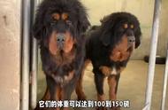 西藏獒：犬种中的勇士