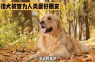 金毛猎犬：忠诚的伙伴，灵动的精灵