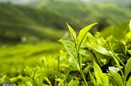 品味茶文化：了解不同种类的茶叶