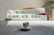 同一棵茶树，能否同时制作绿茶、红茶和白茶？