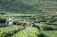 品味婺源：高山绿茶的独特魅力