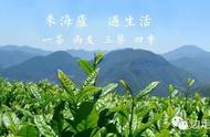 江西庐山海庐云雾茶：一茶二友三餐四季景的完美诠释