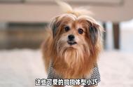 为什么现在的人们越来越热衷于养马尔济斯犬？