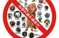 深圳禁养犬政策更新，中华田园犬也可办理犬证