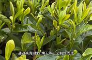 六大茶类的分类，你知道吗？