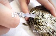 白毫银针的选择困扰：散茶与饼茶，哪个更适合白茶新手？