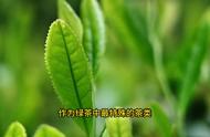 探索绿茶的奥秘：六安瓜片