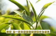 健康饮品：绿茶的魅力