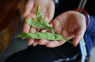 普洱探秘：亲手做饼茶，珍藏一份独特回忆