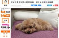 新冠警报！香港一只贵宾犬检测结果为阳性