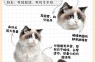 如何挑选品相上乘的布偶猫？