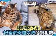 「胖猫充电站」：14斤的虎斑猫胖得无法动弹，大叔的坐姿让人忍俊不禁