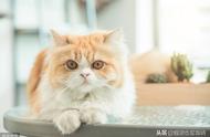 养波斯猫必知：饲养、护理与注意事项