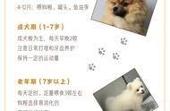 博美犬饲养宝典：如何预防和治疗常见病？