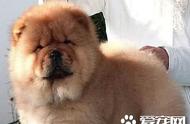 揭秘松狮犬的生命阶段：哪个时期最好看？