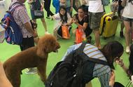 超可爱英国巨型贵宾犬征服宠物展，吸引无数目光