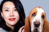 为什么您应该选择一只优秀的法国巴吉度猎犬？| 犬学知识专业版 封面故事