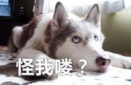 猫狗争霸战：曾经的头条热点，谁是最后的胜利者？