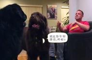 两只纽芬兰犬的争宠大战，欢乐无限