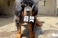 无畏野兽的藏獒：犬中之王