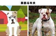 城市中的禁养犬种：10种危险犬类一览