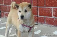 四款高性价比的中国猎犬：能力媲美国际名犬，野猪捕猎好帮手