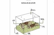 昆虫生态：揭秘独角仙幼年期无父母照料的奇特现象