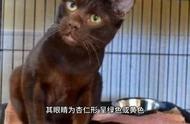 照顾无忧：了解哈瓦那棕猫的魅力