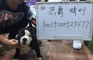 揭秘CBKC纯种犬认证过程：蛋蛋头犬舍荣耀时刻