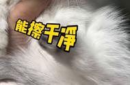 想知道银渐层矮脚猫的价格？看这里！