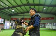 快手训犬师年入400万，揭秘宠物行业新风口