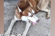 忠诚与坚韧：田园犬找回走丢哈士奇的故事